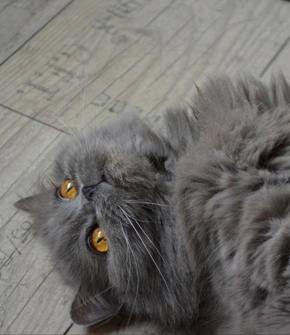 奇骏车怎么样值得购买吗？