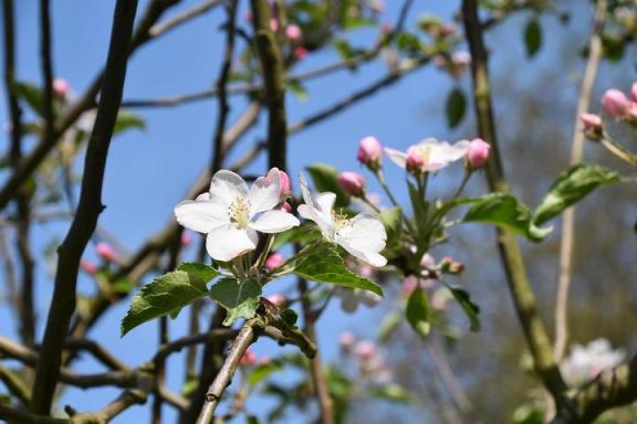小花猪打车赚钱吗（花小猪打车app下载）