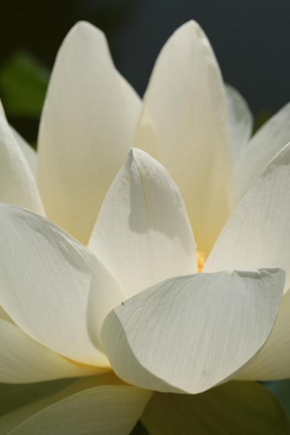 莲花汽车价格多少（莲花汽车多少钱一台）